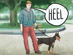 3 Ways To Train A Doberman Pinscher Wikihow