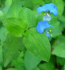 Image result for Commelinaceae