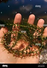 Image result for Hydrilla verticillata