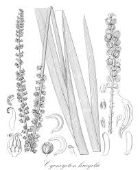 Image result for Juncaginaceae