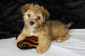 Yorkie, biewers & morkie puppies in central florida: Tlc Puppy Love Where All They Know Is Love