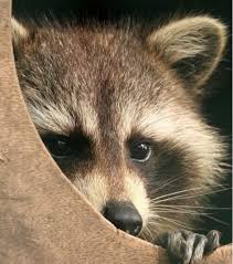 Yes, in fact many people hear raccoon noises at night due to their nocturnal habits. Raccoons And A Late Summer Report Blue Ridge Naturalist Network