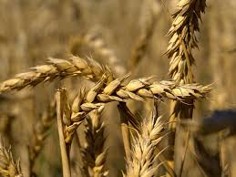 Die landwirte können im normalfall ab ende juni mit der gerstenernte beginnen. Ab Ende Juni Bis In Den August Wird Getreide Geerntet Im Herbst Folgt Der Mais Wie Erkennt Man Eigentlich Hafer Gerste Weizen Co