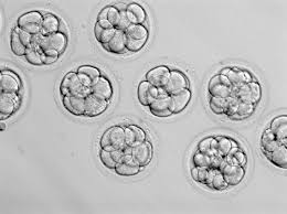 understanding embryo grading arc fertility