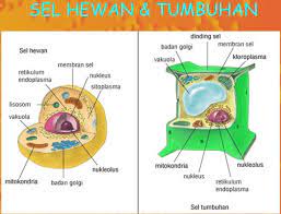 Sel hewan sebagian besar berbentuk bulat dan tidak beraturan sedangkan sel tumbuhan memiliki bentuk persegi panjang. Bagian Bagian Sel Hewan Dan Tumbuhan Pengertian Perbedaan