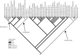 Image result for Anthospermum ammannioides