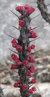 Image result for Euphorbia unicornis