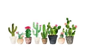 1000drawings Cactus By Elisa Gordon Sfondi Per Computer Sfondi Cactus