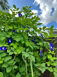 Image result for Clitoria ternatea