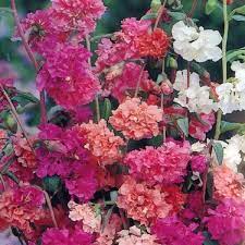 Elegant Clarkia Mix 100 Seeds Clarkia Elegans Etsy Flower Seeds Flowers Seeds
