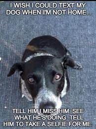 Bahaha I Love Dogs Dogs Dog Quotes