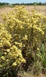 Image result for Helichrysum stenopterum