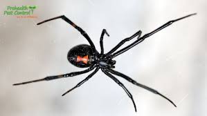 Ohio is in a temperature biome, with plenty of black widow spider habitat. 6 Black Widow Spider Facts To Keep In Mind Prohealth Pest Control