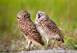 The Comedy Wildlife Photography Awards Captures Hilarious Animals Comedy Wildlife Photography Wildlife Photography Photography Awards