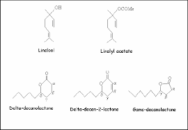 Image result for Aeollanthus suaveolens