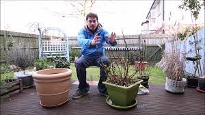 Check spelling or type a new query. Repotting Hydrangeas Youtube