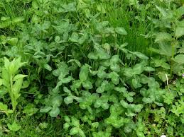 Image result for Trifolium wentzelianum