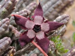 Image result for Tridentea