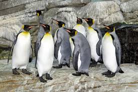 They live almost exclusively in the southern hemisphere, with only one species, the galápagos penguin, found north of the equator. King Penguin Zoo Berlin