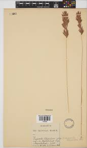 Image result for Eragrostis chapelieri