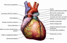 Le arterie coronarie che passano sulla superficie del cuore si chiamano arterie coronarie le vene del cuore hanno il compito di drenare il sangue refluo portato al miocardio dalle arterie coronarie. File Anatomia Del Cuore Jpg Wikimedia Commons