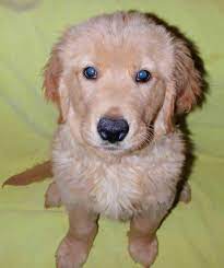 $500 griffin, georgia golden retriever puppies. Golden Retriever Puppies Under 200 Dollars