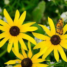 Image result for Renealmia susanneae-katziae