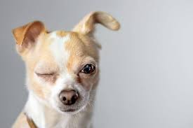Why Do Dogs Wink Vet Explains Pets