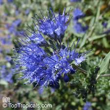 Image result for Caryopteris odorata
