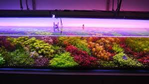 Ideal for planting with epiphytes and aquatic mosses. Aquascaping Designs Hardscape Diorama Style All About Planted Aquariums