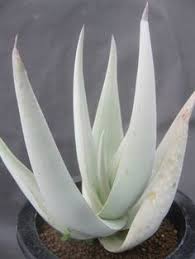 Image result for Aloe mossurilensis