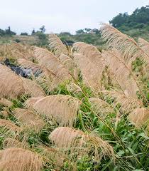 Image result for Miscanthus sinensis