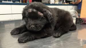 Brodydogauto.com providing quality automotive accessories including hood scoops, hoods, bed covers, spoilers, exhaust, air intakes, vacuums, step bars and more for your vehicle. 6 Week Old Puppy Shot With 18 Bb Gun Pellets Now Making Miraculous Recovery Abc News