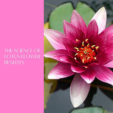 Image result for Lotus discolor