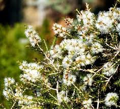 Image result for Melhania acuminata