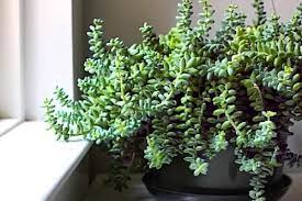 Elke dag worden duizenden nieuwe afbeeldingen van hoge kwaliteit toegevoegd. Indoor Cactus These 12 Cacti Will Thrive Indoors