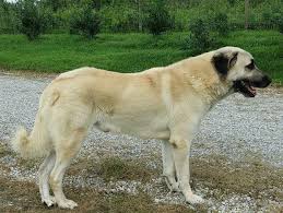Dogs and puppies for sale dog accessories pet hat. 2019 Kangal Puppies For Sale At Von Tassen Farm Kentucky