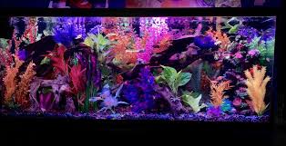 Rated 9 125 Gallons Freshwater Fish Tank Front View Tank Fresh Water Fish Tank 125 Gallon Fish Tank Fish Tank