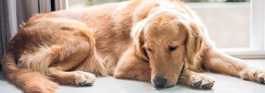 Have you considered having your dead dog stuffed? Grieving Pets How A Pet S Death Affects Other Pets Hill S Pet