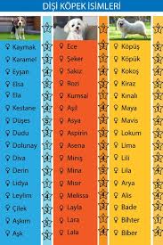 Kopek Turleri Kopek Wallpaper Kopekturleri Pinterest Te
