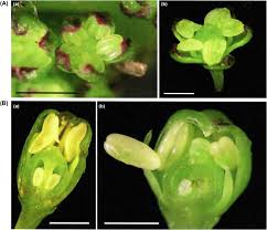 Image result for Cissus cornifolia