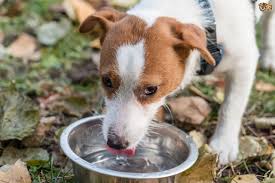 In general, most adults don't exercise strenuously enough to need sports drinks or coconut water, so. What Drinks Can Dogs Have Apart From Water Pets4homes