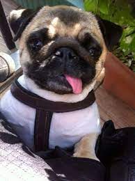 kayip kopek misa 4 yasinda pug 6 kilo dun yenikoy deki evinden calindi bulana odul verilecektir sahip https twitter com alpgursoy pug kopek