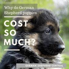 German owned and operated kennel with over twenty years experience. How Much Does A German Shepherd Puppy Cost German Shepherd Central