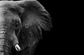 Black And White Elephant Pictures Knowing Elephant Black And White Google Search Elephant Black And White Animals Black And White Elephant