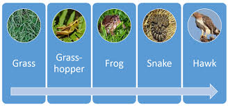 Food Chain Plants And Animals Need Each Other