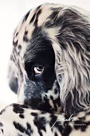 English Setter It Wasn T Me Animals Beautiful Beautiful Dogs Animals