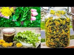 как сделать лекарство из алоэ и меда для желудка Oduvanchik Lechit Rak Gepatit Zabolevaniya Pecheni Pochek Zheludka Vot Kak Pravilno Prigotovit Ego Youtube Oduvanchiki Lekarstvennye Rasteniya Fitoterapiya