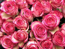Check spelling or type a new query. Pink White Flowers Bouquet Desktop Hd Wallpaper Free Download Wallpapers13 Com