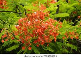 Image result for Fabaceae subfamily Caesalpinioideae